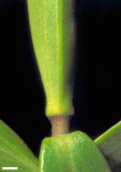 Veronica calcicola. Leaf bud with no sinus. Scale = 1 mm.
 Image: W.M. Malcolm © Te Papa CC-BY-NC 3.0 NZ